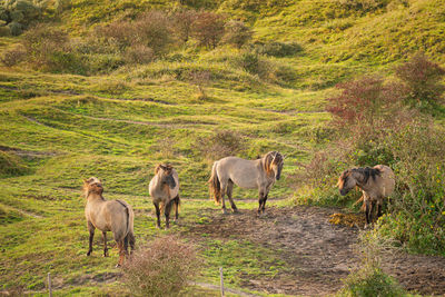 Horses in a field