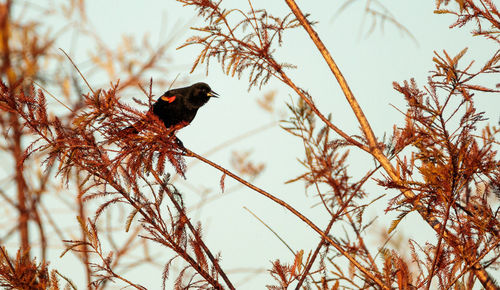 Red winged blackbird agelaius phoeniceus perches on a tree in naples, florida