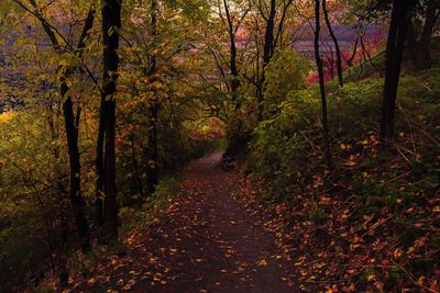 Road amidst trees during autumn