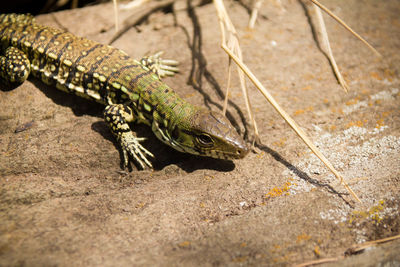 Close-up of lizard