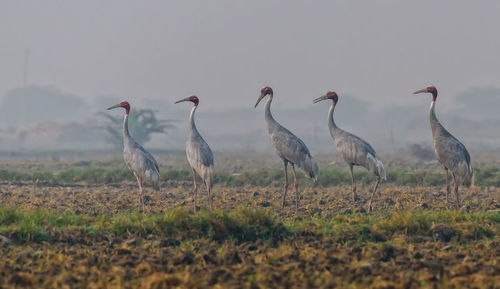 Flock of birds on land