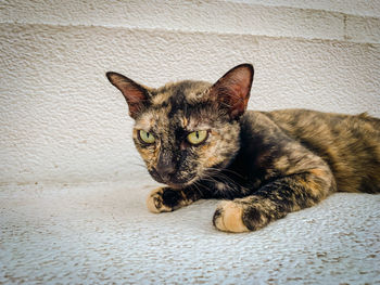 Close-up portrait of tabby cat