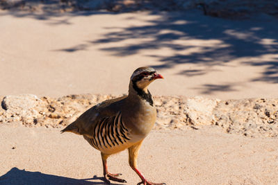 Birdie, athens, greece 