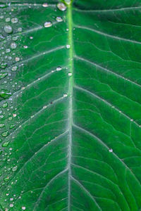Full frame shot of dew drops on leaves