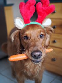 Close-up portrait of a dog