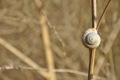 Close-up of snail