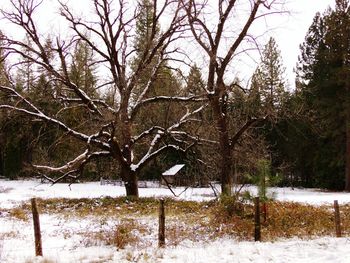 Bare trees on snow covered landscape