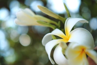 Close-up of white flowering plant