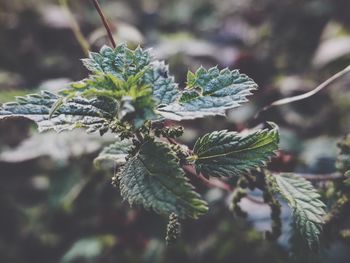 Close-up of frozen leaves