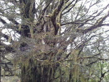 Low angle view of trees in forest