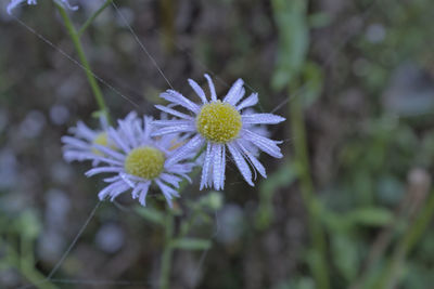Close-up of purple flowering plant