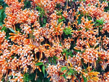 Full frame shot of flowering plants