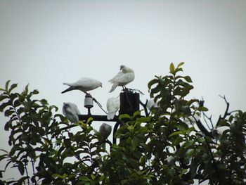 Low angle view of bird perching on tree against clear sky