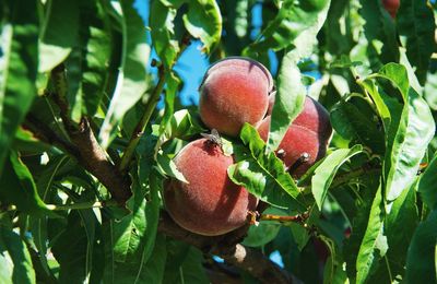 Close-up of strawberries on tree