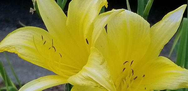 Close-up of yellow lily