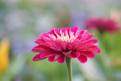 Close-up of pink flower