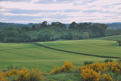 Scenic view of trees on field against sky