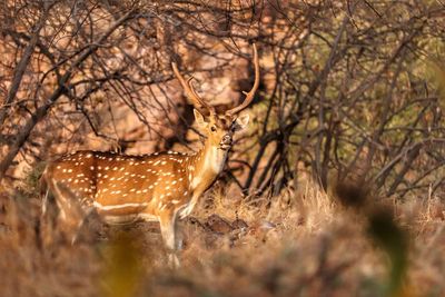 Deer in a forest