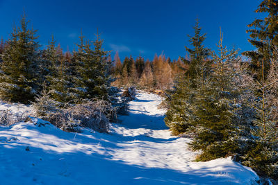 Trees on snow covered land against blue sky