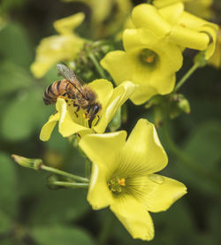 Close-up of insect on yellow flower