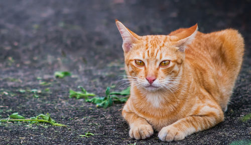 Portrait of ginger cat