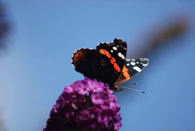 Close-up of butterfly pollinating flower