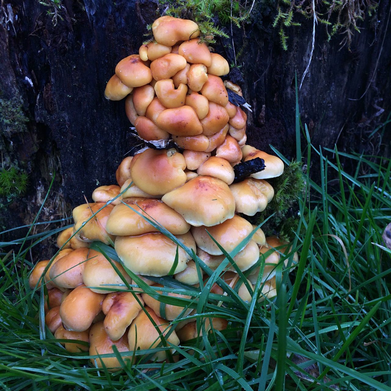 CLOSE-UP OF MUSHROOMS GROWING ON FIELD