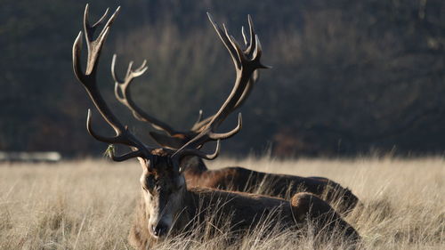 Close-up of deers on field