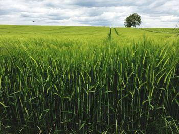 Scenic view of grassy field against cloudy sky