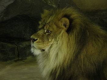 Lion resting in cave