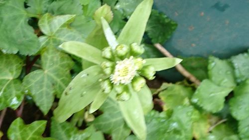 Close-up of plant with water drops