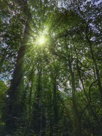 Low angle view of trees