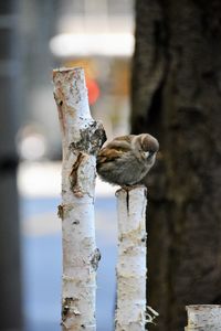 Close-up of bird perching outdoors