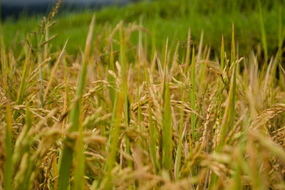 Close-up of wheat field