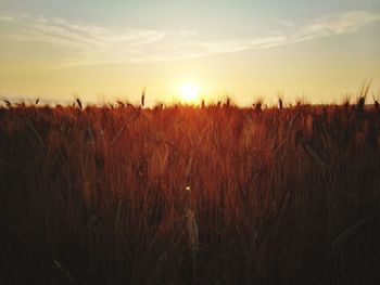Wheat growing on field against sky during sunset
