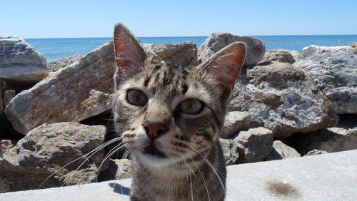 Portrait of lion by sea against clear sky