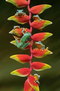 Close-up of frogs on flower