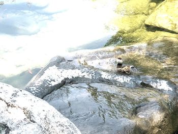 View of turtle in water