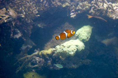 Close-up of fish swimming in sea