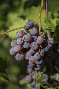 Close-up of berries growing on plant