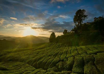 Scenic view of agricultural field against sky during sunset