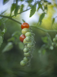 Close-up of berries growing on plant