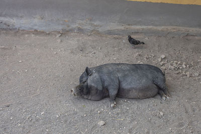 High angle view of animal on land