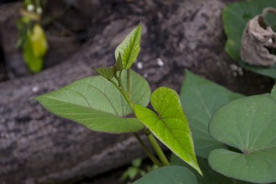 Close-up of green leaves on plant