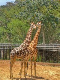 Giraffe standing on field in zoo