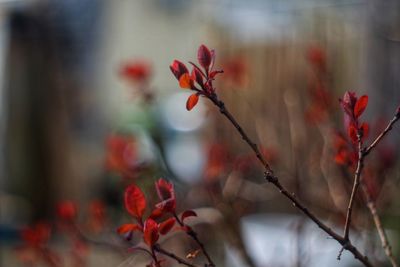 Close-up of red flowering plant