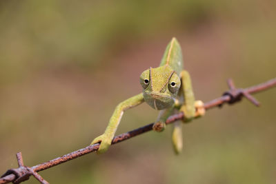 Flap necked chameleon on wire looking chamaeleo dilepis