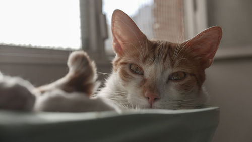 Close-up portrait of cat at home