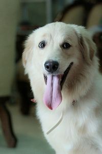 Close-up portrait of dog