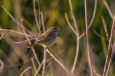 Close-up of bird perching on branch